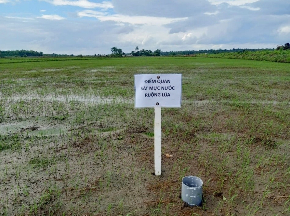 Đắk Lắk Canh tác lúa giảm phát thải khí nhà kính - tăng năng suất, tiết kiệm chi phí và bảo vệ môi trường