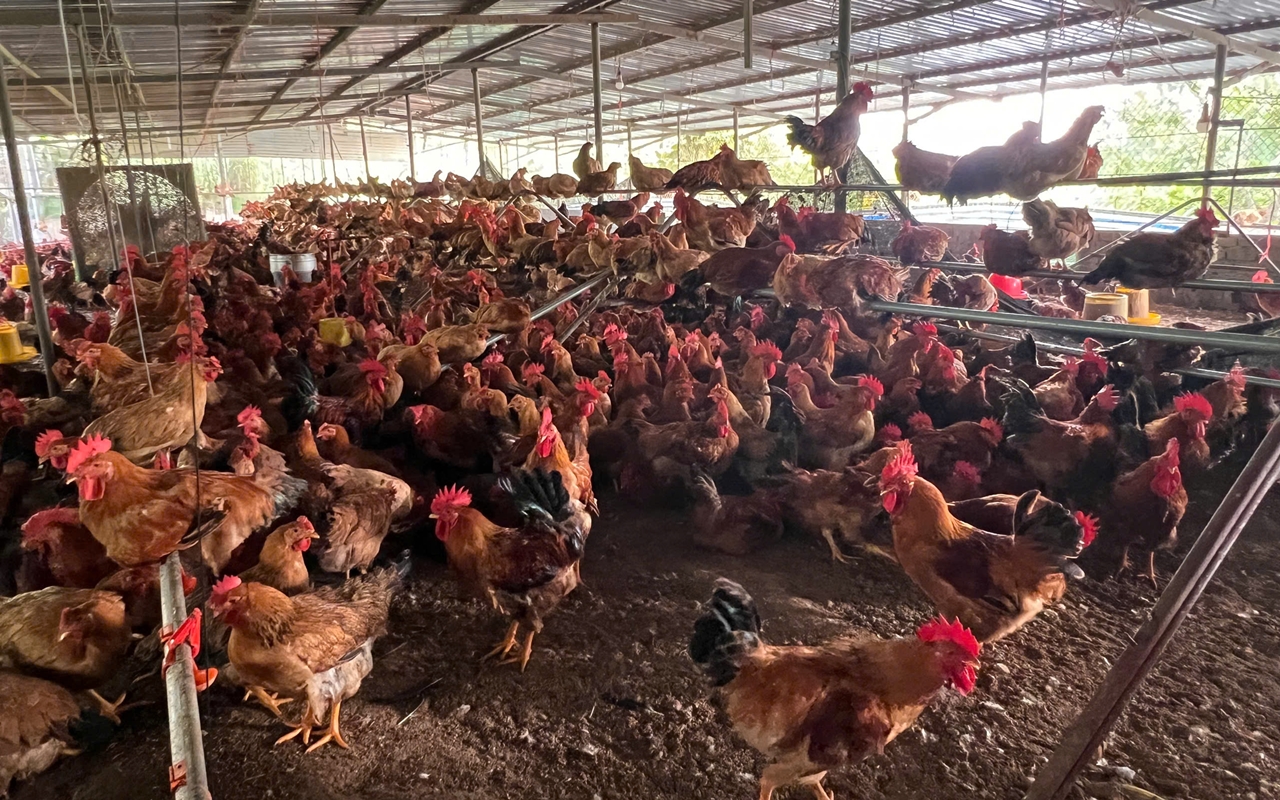 Bắc Ninh Nuôi gà Ri lai VietGAHP, nâng cao hiệu quả kinh tế