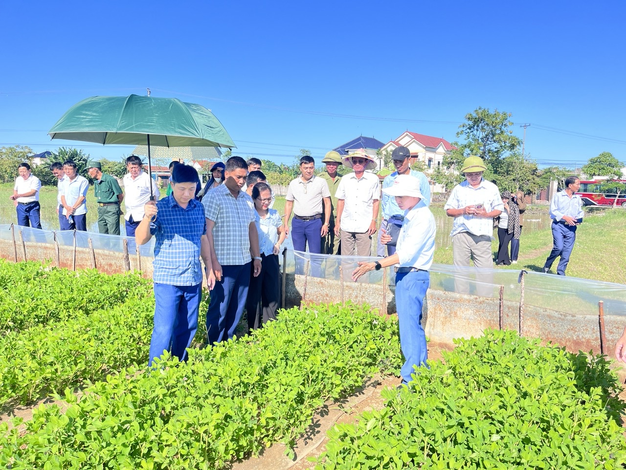 Lan tỏa tiến bộ kỹ thuật sản xuất cây đậu đỗ, cây vừng mới tại tỉnh Hà Tĩnh