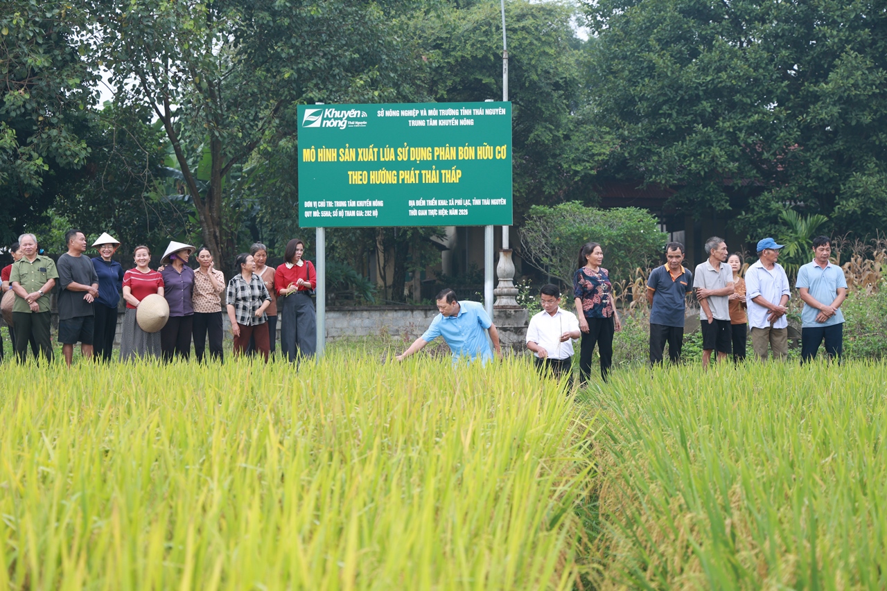 Thái Nguyên Hiệu quả từ mô hình sản xuất lúa sử dụng phân bón hữu cơ theo hướng phát thải thấp và tăng trưởng xanh