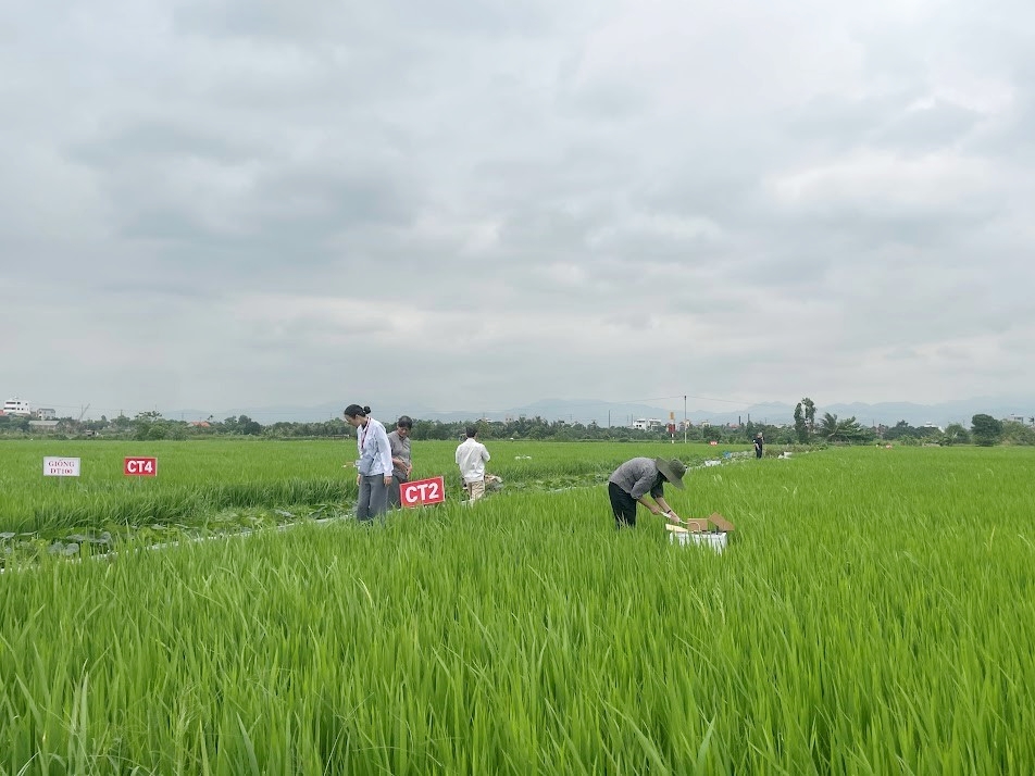 Quảng Ninh Canh tác lúa giảm phát thải - từ mô hình thực nghiệm đến hướng đi nông nghiệp xanh