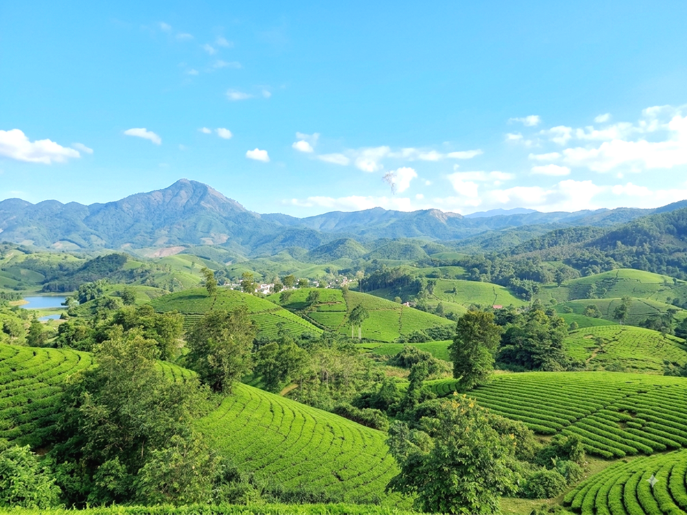 Du lịch xanh mở hướng phát triển mới cho cây chè Phú Thọ