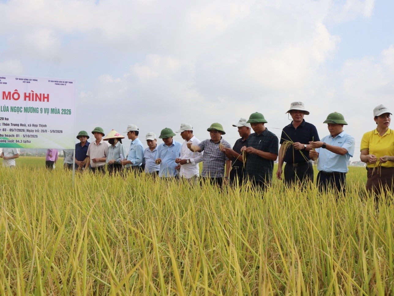 Ngọc Nương 9- Giống lúa mới triển vọng trên đồng đất Bắc Ninh
