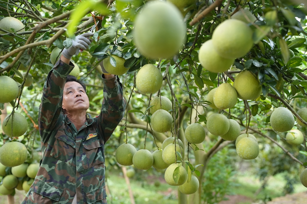 Bắc Ninh Phát triển vùng cây ăn quả chủ lực gắn với sản xuất an toàn và kết nối tiêu thụ, truy xuất nguồn gốc