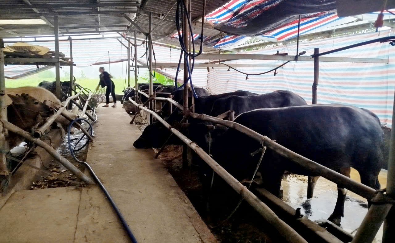 Tăng cường công tác phòng, chống dịch bệnh động vật các tháng cuối năm