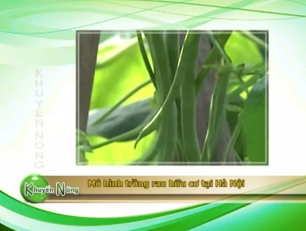 Hà Nội Mô hình trồng rau hữu cơ