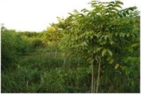 Kỹ thuật trồng thâm canh trám đen bằng cây ghép