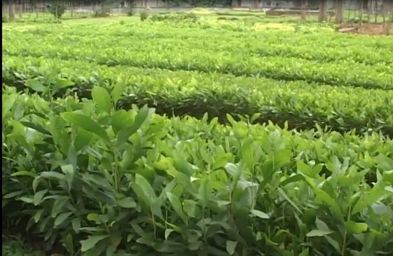 Hướng dẫn kỹ thuật gây trồng một số loài cây lâm nghiệp ở phía Bắc - Phần 1