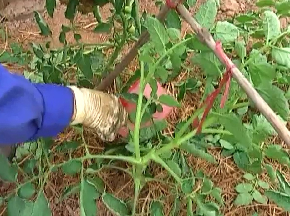 Kỹ thuật sản xuất cà chua theo hướng tiêu chuẩn VietGAP - Phần 2