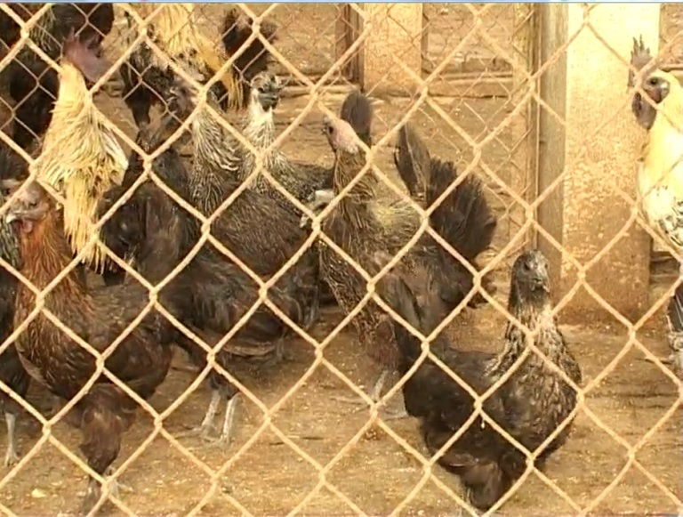 Kỹ thuật chăn nuôi gà H Mông - Phần 2