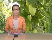 Hướng dẫn thực hành sản xuất cây ăn quả theo tiêu chuẩn VietGAP - Phần 1