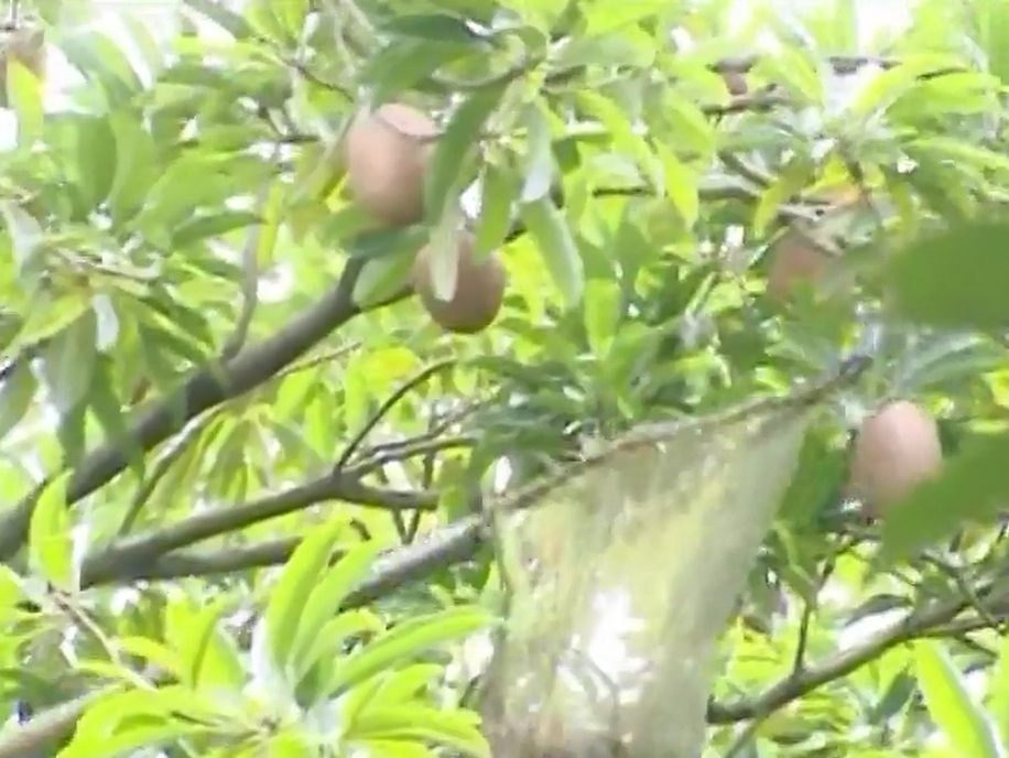 Hướng dẫn thực hành sản xuất cây ăn quả theo tiêu chuẩn VietGAP - Phần 2