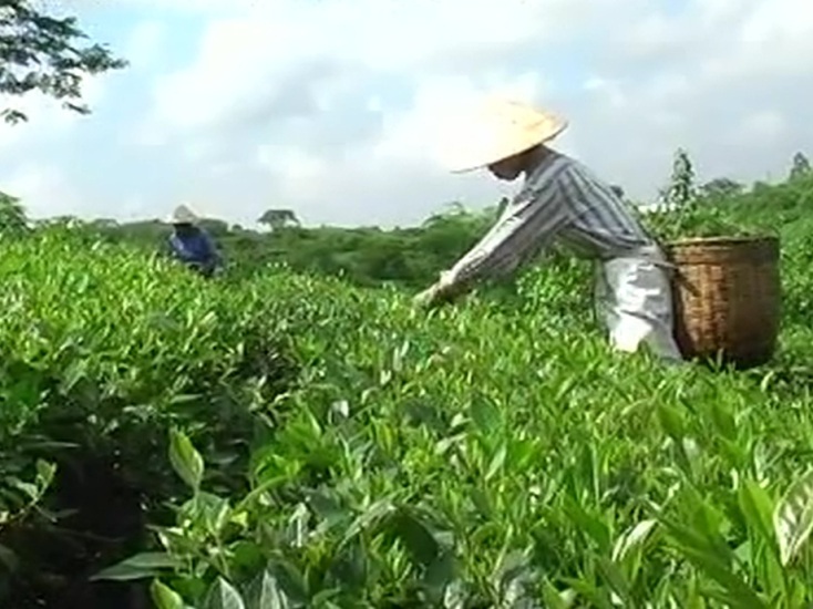 Hướng dẫn kỹ thuật sản xuất chè an toàn theo tiêu chuẩn VietGAP