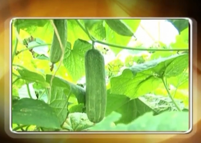 Kỹ thuật trồng dưa chuột theo hướng tiêu chuẩn VietGAP - Phần 1