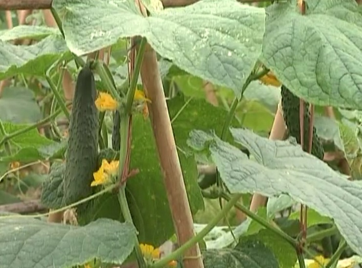 Kỹ thuật trồng dưa chuột theo hướng tiêu chuẩn VietGAP - Phần 2