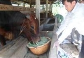 Lâm Đồng Đổi mới hoạt động khuyến nông phục vụ tái cơ cấu Ngành Nông nghiệp