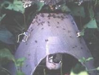 Chiến lược quản lý tổng hợp bọ hà gây hại khoai lang ở Cu-ba