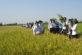 Giải pháp chuyển đổi cơ cấu cây trồng, giảm chi phí, nâng cao hiệu quả sản xuất lúa và ứng phó với biến đổi khí hậu vùng ĐBSCL