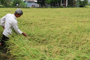 Kế hoạch hành động khuyến nông hưởng ứng chương trình giảm lượng hạt giống lúa gieo sạ và chuyển đổi cơ cấu cây trồng vùng Duyên hải Nam Trung Bộ