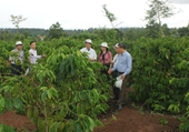 Giải pháp khôi phục sản xuất cà phê và hồ tiêu sau hạn hán kéo dài khu vực Tây Nguyên
