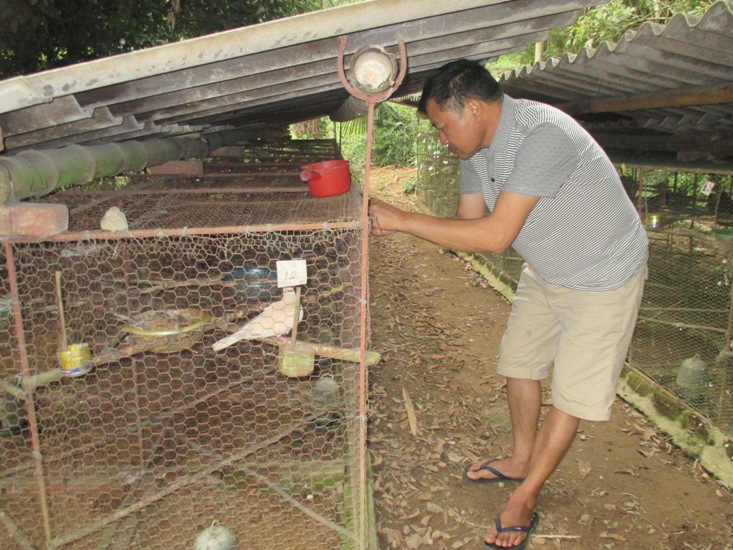 Cách nuôi chim cu gáy sinh sản, Kỹ thuật nuôi cu gáy pháp trắng | Phước Sửu  - YouTube