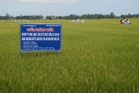 Bạc Liêu Tổng kết mô hình và tập huấn kỹ thuật 3 giảm 3 tăng, kỹ thuật trồng lúa theo SRI