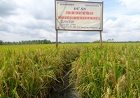Bến Tre Kết quả áp dụng 3 giảm 3 tăng và kỹ thuật trồng lúa SRI tại huyện Giồng Trôm