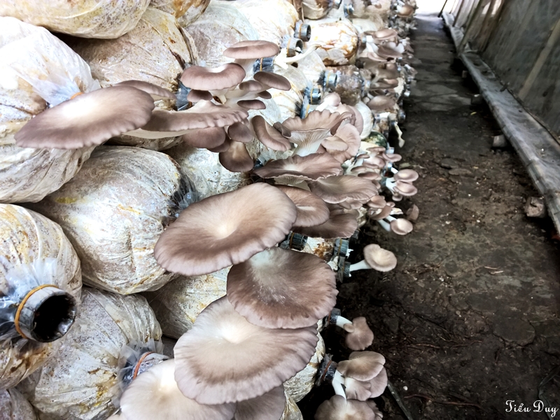 Nông trang xanh - Mô hình sinh thái kết hợp trải nghiệm sản xuất nông nghiệp sạch