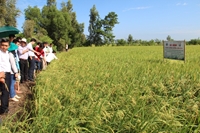 Thực hiện chương trình giảm lượng hạt giống lúa gieo sạ các tỉnh vùng ĐBSCL, năm 2016