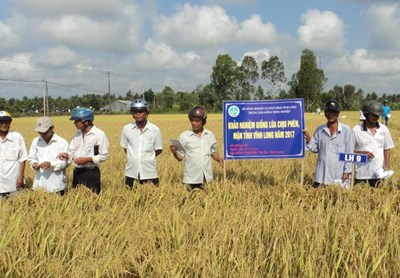 Vĩnh Long: Hội thảo khảo nghiệm giống lúa chịu phèn, mặn