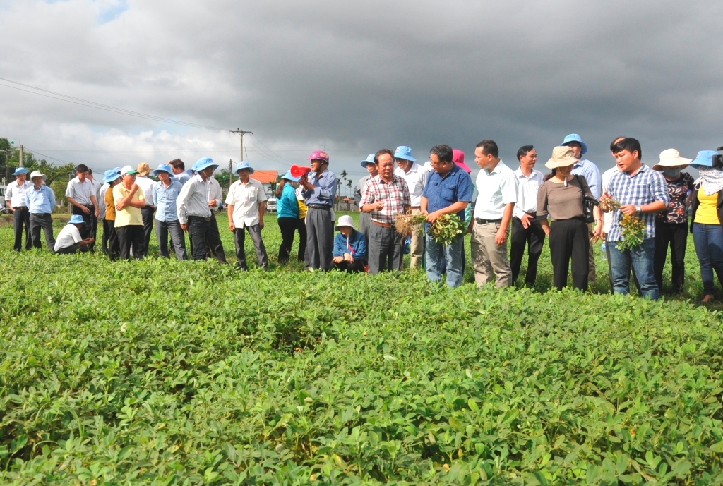 Giải pháp chuyển đổi đất trồng lúa sang trồng rau màu phục vụ tái cơ cấu ngành nông nghiệp