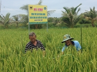 Cà Mau Mô hình canh tác lúa thông minh cho lợi nhuận trên 24 triệu đồng ha