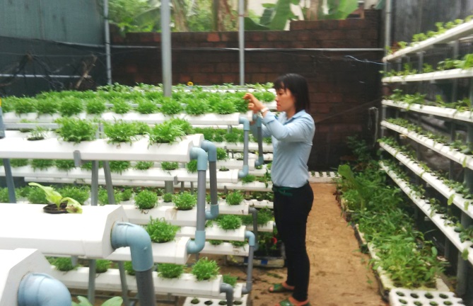 Gia Lai: Người tiên phong trồng rau sạch bằng phương pháp thủy canh