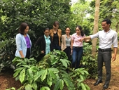 TTKNQG Tập huấn kỹ thuật trồng và quản lý cây trồng xen trong vườn cà phê