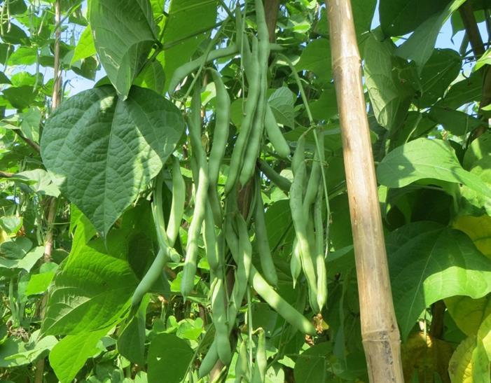 Kỹ thuật trồng chăm sóc và bón phân cho cây đậu đũa