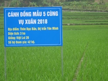 Hà Giang Hiệu quả của cánh đồng mẫu lớn theo tiêu chí “5 cùng”