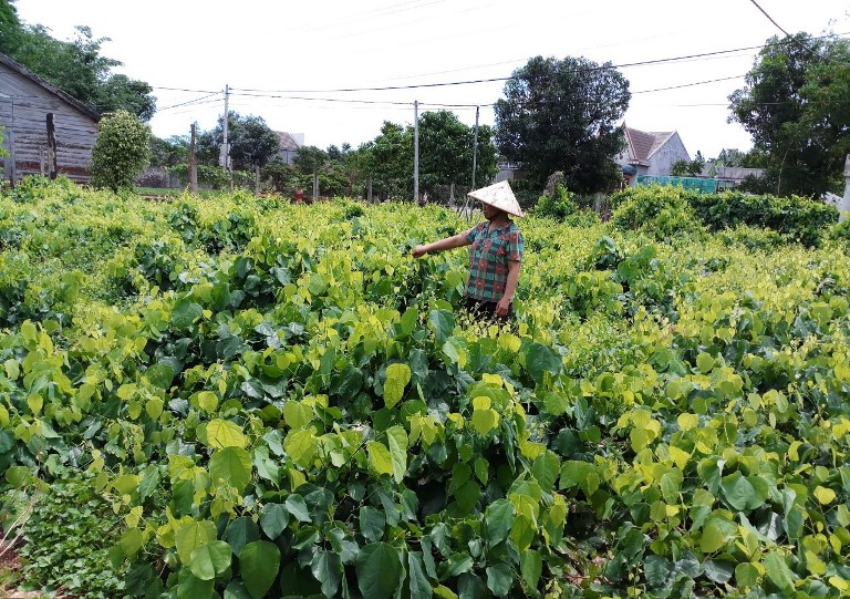 Tây Ninh nhân rộng mô hình trồng rau rừng theo tiêu chuẩn VietGAP  Ảnh  thời sự trong nước  Kinh tế  Thông tấn xã Việt Nam TTXVN