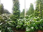 Kỹ thuật trồng xen cây hồ tiêu trong vườn cà phê vối
