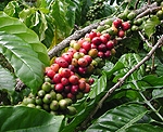Kỹ thuật trồng xen cây sầu riêng trong vườn cà phê vối