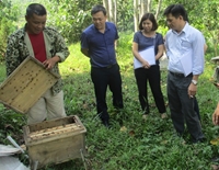 Yên Bái Hiệu quả bước đầu từ mô hình nuôi ong nội chất lượng cao trong nông hộ