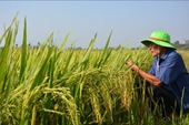 Quảng Ngãi Hiệu quả cao từ mô hình cánh đồng mẫu lớn trong sản xuất lúa ở xã Tịnh Bắc