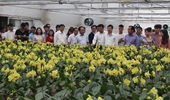 Thực trạng và Giải pháp phát triển sản xuất hoa bền vững tại Hải Phòng