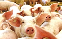 Myanamar Hạn chế nhập khẩu lợn và các sản phẩm thịt lợn