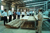 Quảng Nam Xây dựng mô hình liên kết trồng rừng gỗ lớn tiếp cận chứng chỉ rừng FSC