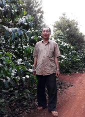 Lâm Đồng Nâng cao thu nhập nhờ trồng xen nhiều loại cây trồng trong vườn cà phê