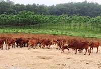 TTKNQG Tăng cường các hoạt động thúc đẩy chăn nuôi gia súc giảm phát thải khí nhà kính