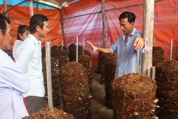 Thị xã Cai Lậy đánh giá hiệu quả mô hình trồng nấm rơm dạng trụ trong nhà   THỊ XA CAI LAY