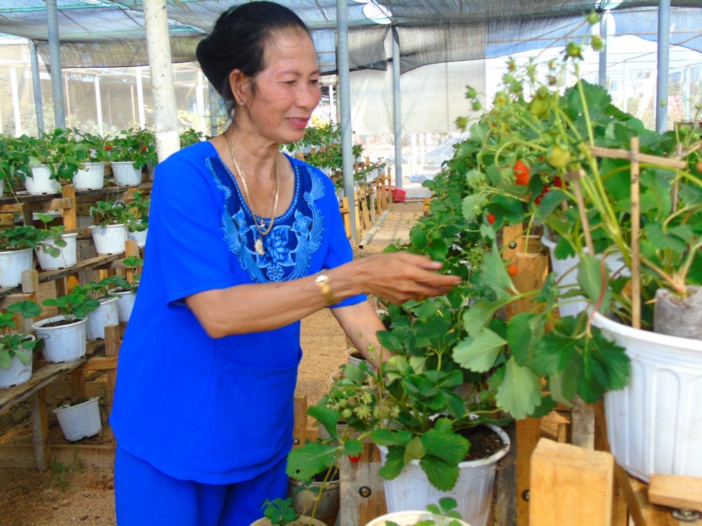 Vườn dâu tây tại “xứ nắng” Ninh Thuận