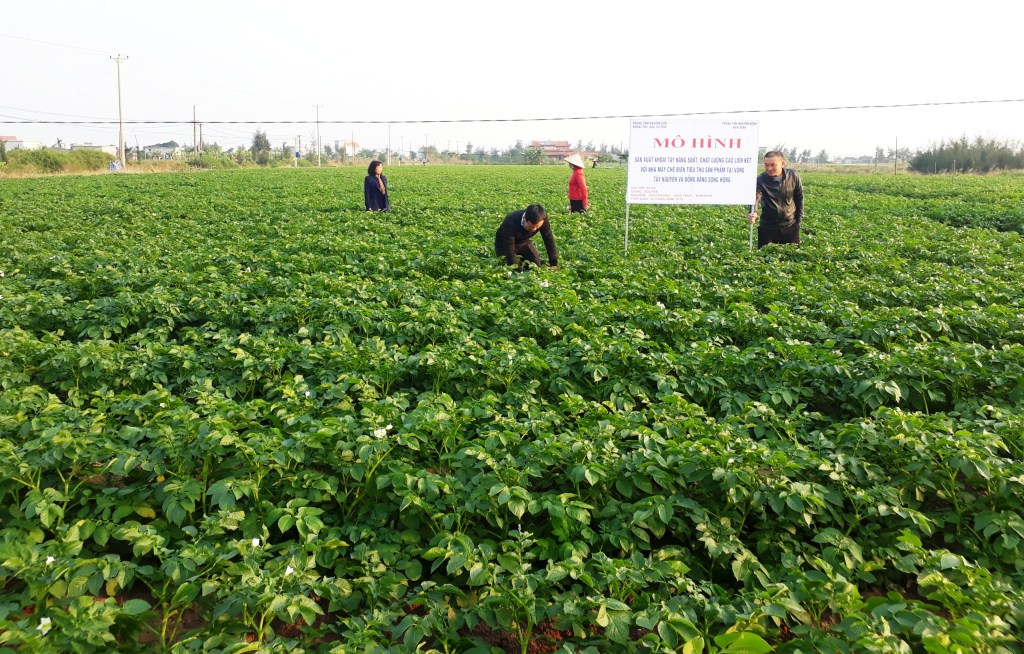 Mô hình trồng cây khoai tây Alantich sử dụng phân bón Sitto Việt Nam cho  năng