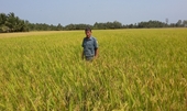 Kiên Giang Sản xuất lúa giảm chi phí, an toàn theo cánh đồng lớn